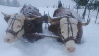 Scene borbe sa snegom u Novoj Varoši: Volovi se uputili u smetove, ledena belina ih skoro progutala