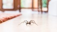 Stalno ubijate paukove po kući? Više vam to neće pasti na pamet, evo i zašto