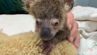 Koala Keli imala je samo 275 grama, krzno joj bilo izgorelo: Ovo je priča o njenom preživljavanju
