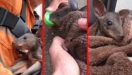 Potresni snimak pakla u Australiji: Bebu kengura iz plamena izvlači hrabri farmer