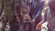 Poziraju pored gorile koju su upravo ubili: Žalosne fotografije obišle svet