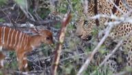 Najhrabija antilopa na svetu: Leopard mu je pojeo mamu a njega drži kao igračku