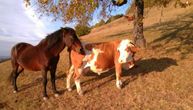 Najčudnija ljubavna priča u Srbiji još traje: Konj Soko zaljubljen u kravu Šarku, kobila ljubomorna