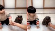 Da li je ovo najpametnija maca na svetu: Rame uz rame sa dečakom (3) izvodi zahtevne trikove