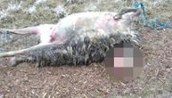 Psi lutalice preklale 70 ovaca i jaganjaca na salašu kod Čonoplje