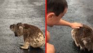 Srceparajući momenat u Australiji: Malena koala posle suše i požara liže kišu s asfalta