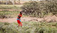 Biblijske najezde skakavaca u Africi: Najveći roj je bio dug 60 kilometara, uništio je sve