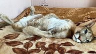 Rusi velikog srca spasli pumu sigurne smrti: Mesi danas živi kao i svaka druga razmažena mačka