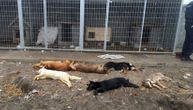 Otrovano 10 pasa u privatnom prihvatilištu u okolini Valjeva