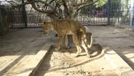Fotografije izgladnelih lavova obišle svet: Ocrtavaju im se kosti, u parku nema hrane