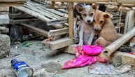 Ovaj grad u Srbiji rešio je da se pobrine za pse lutalice: Sterilisaće ih i izgraditi im kućice na periferiji