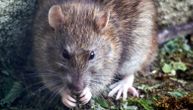 Verovali ili ne, postoje pogrešan i ispravan način da golicate pacove: Naučnici to rade, evo i zašto