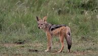 Šakali u ekspanziji, sve je više ovih opasnih predatora u šumama Šumadije: Veoma teško se love