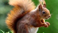 Ljubitelji veverica će se oduševiti: Pogledajte koju ljudsku osobinu imaju ova divna bića
