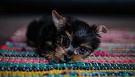 Džepni ljubimci: 10 minijaturnih rasa za ljubitelje malih pasa