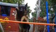 Ovaj snimak je dokaz: Postoje dve vrsta pasa - jedni obožavaju da skaču, druge to uopšte ne zanima