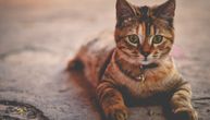Mi možemo da prenesemo korona virus mačkama, a evo šta kažu veterinari - mogu li one nama?