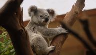 Crne prognoze: Koalama u Novom Južnom Velsu preti izumiranje do 2050.