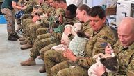 Specijalni zadatak: Vojnici odbili odmor da bi pomogli koalama, hrane ih na špric