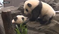 Ljubav na kvadrat! Zoološki vrt u Berlinu prvi put pokazao pande blizance