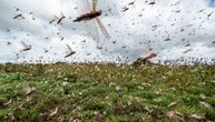 Skakavci uništili hiljade hektara oranica na Sardiniji: Ovogodišnja najezda znatno veća nego ranije