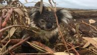 Masakr nad koalama: Na lokaciji za seču drva okrutno ubijen veliki broj bespomoćnih torbara