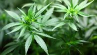 Otkrivena laboratorija za uzgoj marihuane, uhapšen mladić