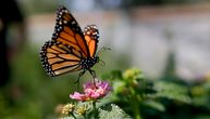 Aktivisti nestaju jedan po jedan, pronađeno drugo telo: Sve ima veze sa jednom vrstom leptira