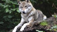Potera za vukom u Podgorici: Pobegao iz kaveza, meštani tragali za njim satima