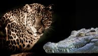 Gladni leopard oteo hranu iz čeljusti krokodila: Jedno parče nije bilo dovoljno, pa je krenuo opet