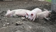 U Pirotu počelo suzbijanje afričke kuge: Oko 1.000 svinja biće zaklano ili podvrgnuto eutanaziji