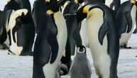 Polarni mitovi: Pingvini ne žive na Arktiku, a na Antarktiku je buba najveća kopnena životinja