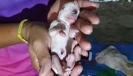 Stravičan prizor na Tajlandu: Kuja okucila jednooko štene, vlasnici u šoku