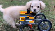 Nesebična ljubav: Dečak napravio invalidska kolica od lego kocki za štene bez prednjih nogu