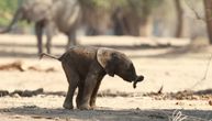Kao Bambi: Preslatko slonče uči da hoda