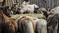 Jeziva sudbina magaraca: Izgladnjuju ih, kolju i deru im kožu, preti im tiho istrebljenje