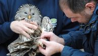 Dugorepa sova je novi stanovnik Beo zoo Vrta: U Negotinu je našli ošamućenu i vratili u život