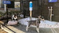 Svečano otvaranje u petak: Prvi japanski aerodrom opremljen toaletom za pse