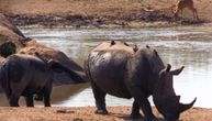 Spas od izumiranja: Nosoroge u Južnoafričkoj republici čuva džinovski solarni robot