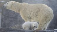 Polarni medvedi na Arktiku sve češće bez hrane: Postaju kanibali