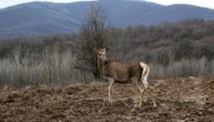 Karpatski lepotani na vršačkim planinama: 50 jelena doneto na obronke Vojvodine