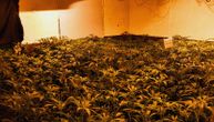 Pančevačka policija uhapsila trojicu Beograđana zbog proizvodnje marihuane