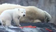 Prošetao krzno na suncu: Beba polarnog medveda prvi put pred posetiocima zoo-vrta u Šenbrunu