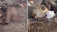 Užasni prizori na smetlištu u Odžacima: Po deponiji na ulazu u selo kosti i iznutrice životinja