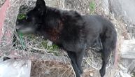 Nema više crne njuškice u Grockoj: Otrovan je još jedan pas nakon prošlonedeljnog masovnog trovanja