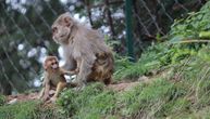 Hiljade majmuna zaraženo je koronavirusom u pokušaju da se pronađe lek za epidemiju