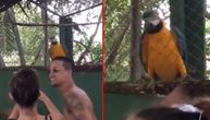 Snimak koji je osvojio društvene mreže: Papagaj sleteo na žurku i pokazao svima kako se đuska