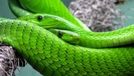Put smrti, Krvavi vodopadi i Ostrvo zmija: Ovo su najstrašnija prirodna čuda na Zemlji