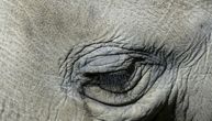 Trudna slonica pojela ananas napunjen petardama: Eksplozija joj povredila usta i preminula je