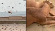 Jezivi snimci iz Saudijske Arabije: Hteli da spreče najezdu skakavaca, pa ubili stotine kamila